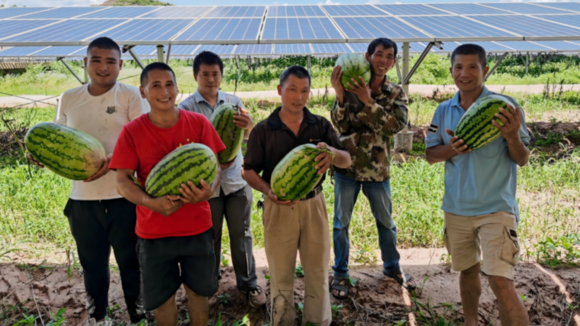 瓜田里的农光纽带