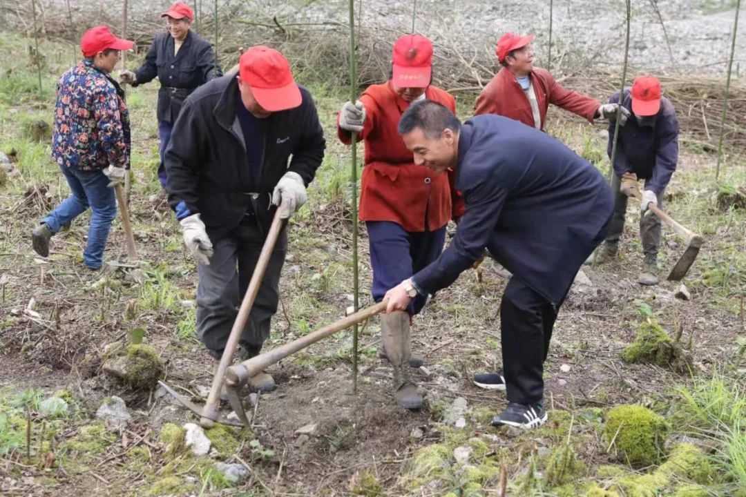 启动“阳光林”项目