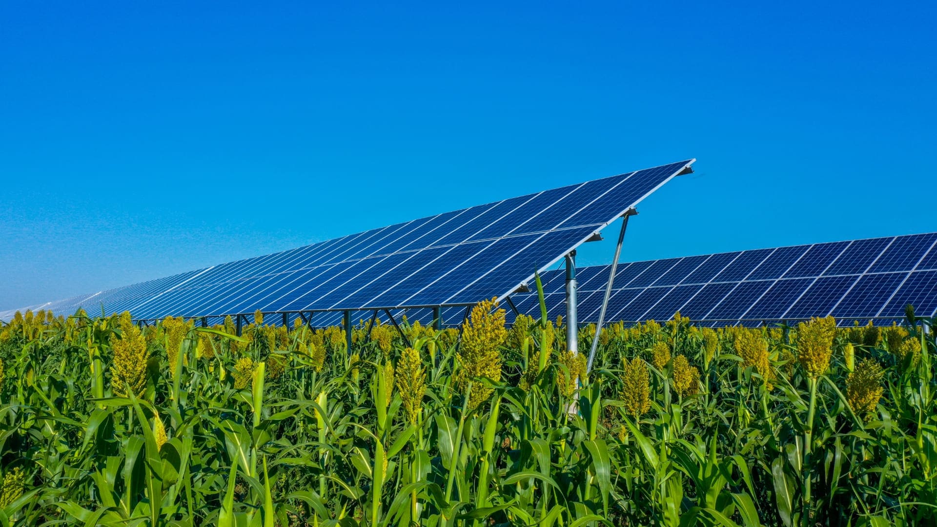 山西繁峙100MW农光互补项目